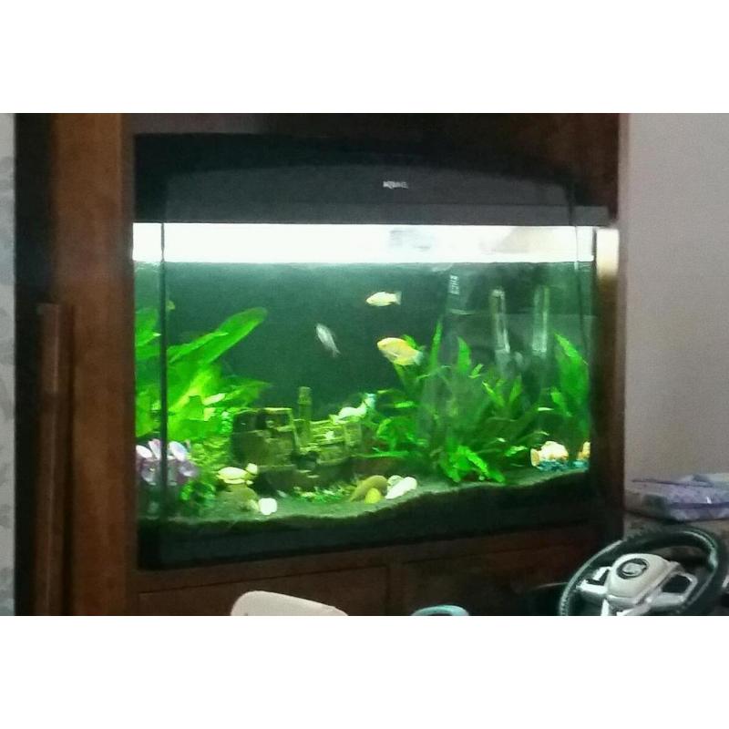 Must Go! 100L Aquael fishtank and all accessories