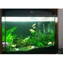 Must Go! 100L Aquael fishtank and all accessories