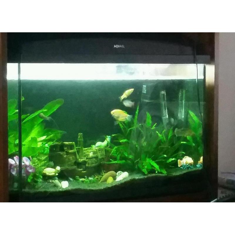 Must Go! 100L Aquael fishtank and all accessories