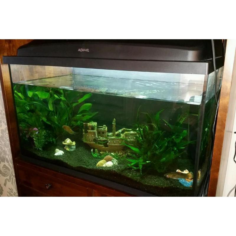 Must Go! 100L Aquael fishtank and all accessories