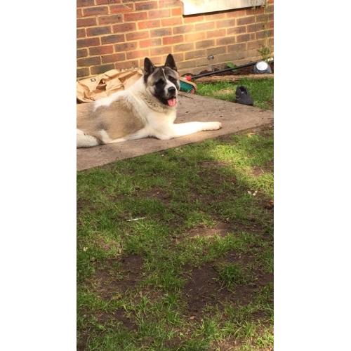 MALE AKITA FOR SALE