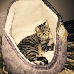 Our beautiful girl needs a new home...