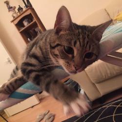 Our beautiful girl needs a new home...