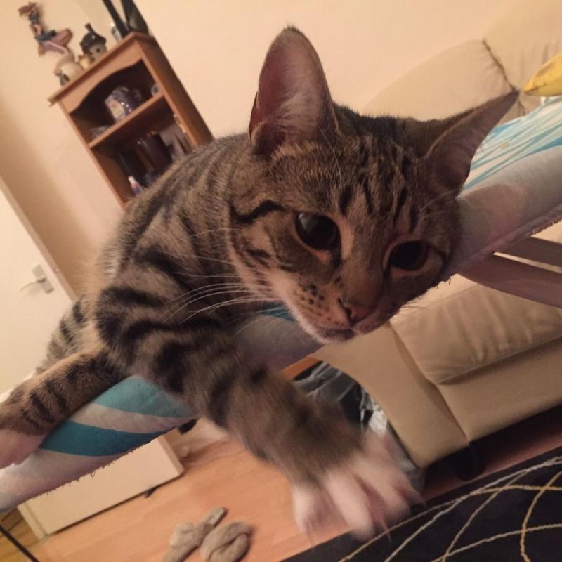 Our beautiful girl needs a new home...