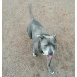 Beautiful KC registered Blue Staffordshire Bull Terrier