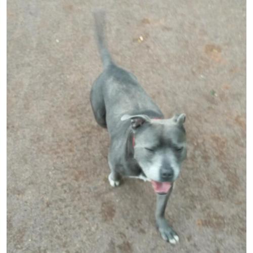Beautiful KC registered Blue Staffordshire Bull Terrier