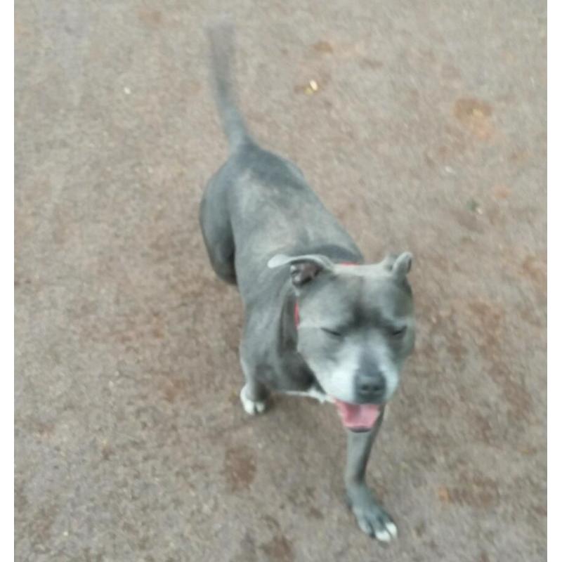 Beautiful KC registered Blue Staffordshire Bull Terrier