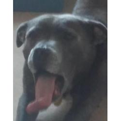 Beautiful KC registered Blue Staffordshire Bull Terrier