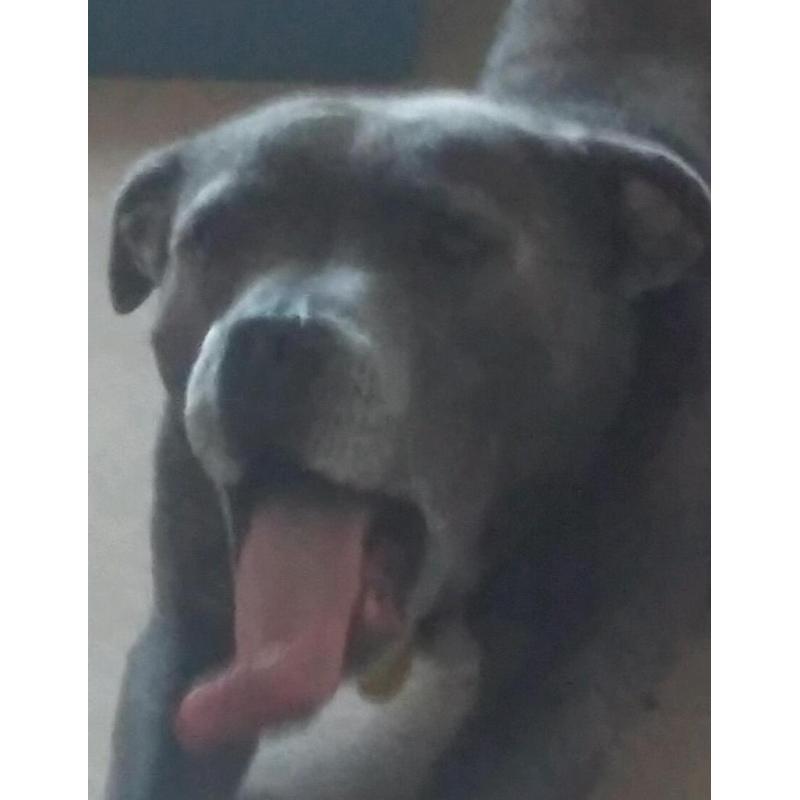 Beautiful KC registered Blue Staffordshire Bull Terrier