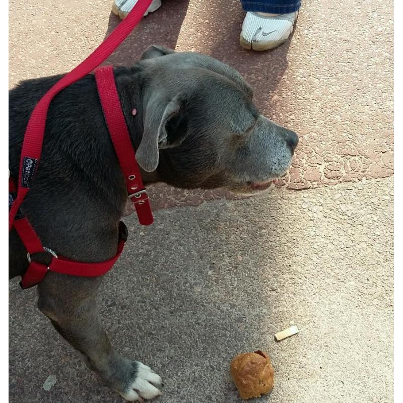 Beautiful KC registered Blue Staffordshire Bull Terrier