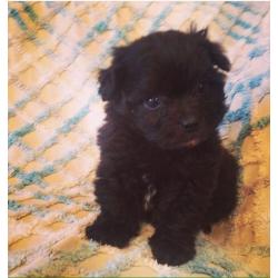 F1 Pomeranian x Toy Poodle Puppies.