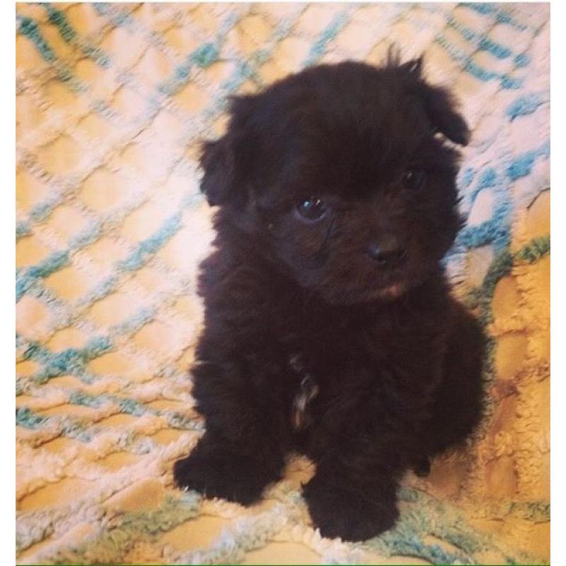 F1 Pomeranian x Toy Poodle Puppies.