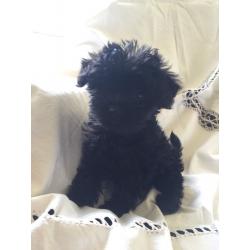 F1 Pomeranian x Toy Poodle Puppies.