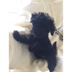 F1 Pomeranian x Toy Poodle Puppies.