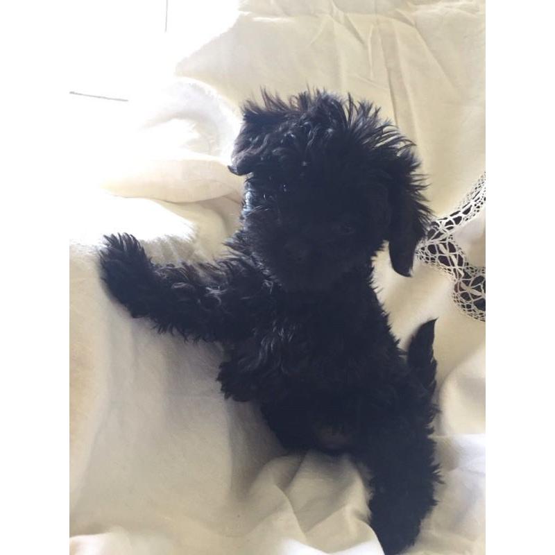 F1 Pomeranian x Toy Poodle Puppies.