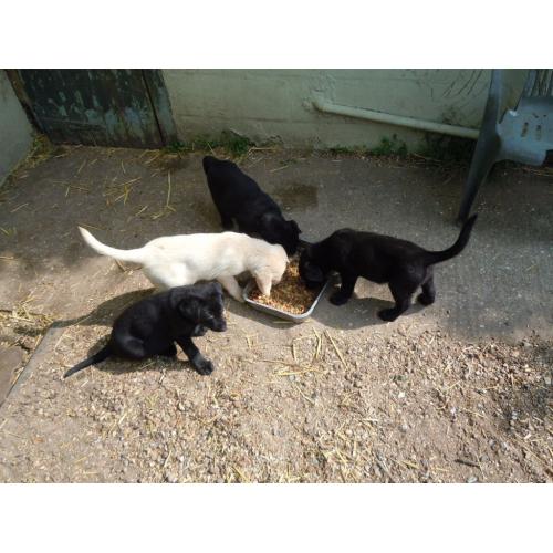 Labrador X German Shepherd Puppies for sale.