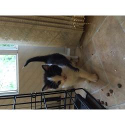 Black & white, Ginger & calico kittens for sale