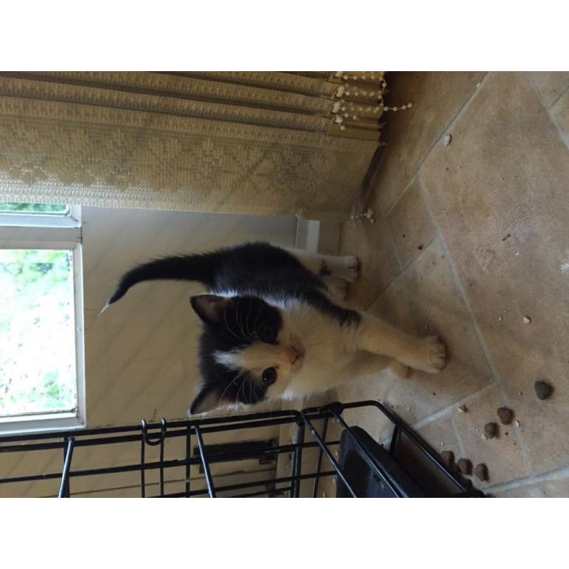 Black & white, Ginger & calico kittens for sale