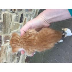 Black & white, Ginger & calico kittens for sale