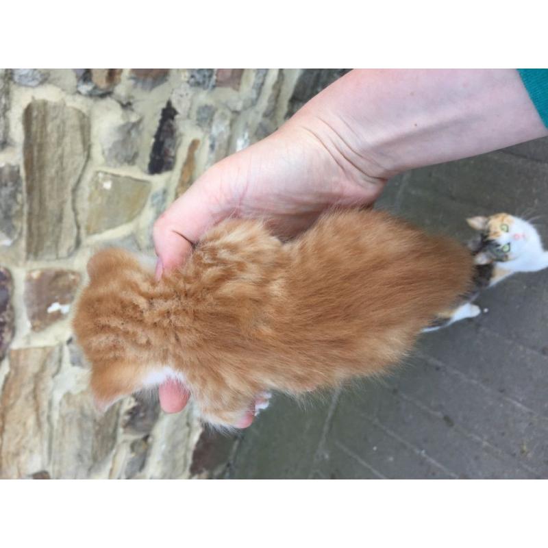 Black & white, Ginger & calico kittens for sale