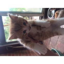 Ginger and white kittens for sale