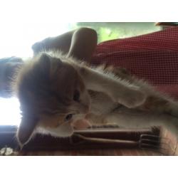 Ginger and white kittens for sale