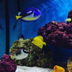 Marine fish yellow tang regal tang fox face