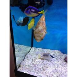Marine fish yellow tang regal tang fox face