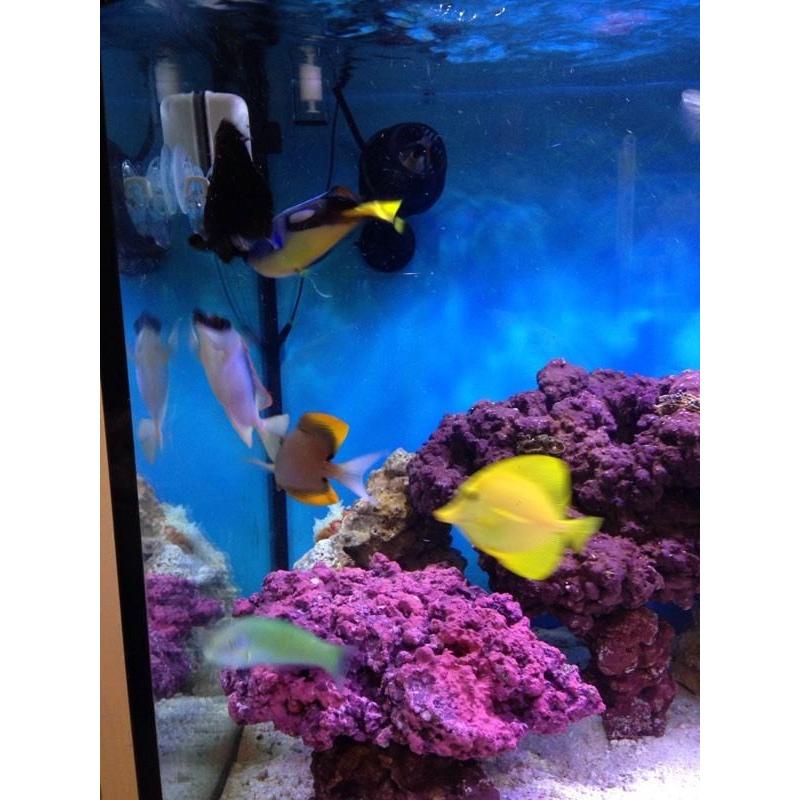Marine fish yellow tang regal tang fox face