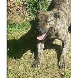 Sadly need to rehome are lovely English bull mastiff cross American bull mastiff