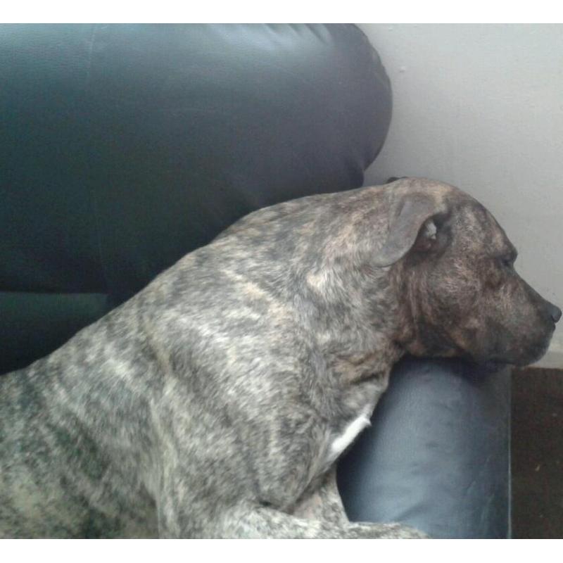 Sadly need to rehome are lovely English bull mastiff cross American bull mastiff