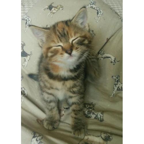 Tabby Kittens