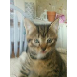 Tabby Kittens