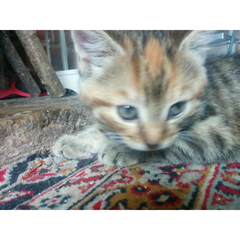 Tabby Kittens