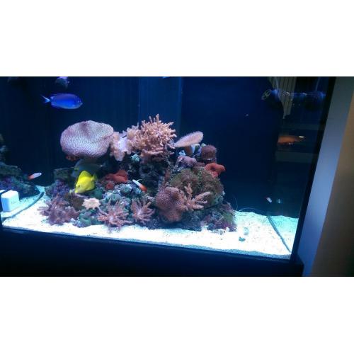full marine setup mint