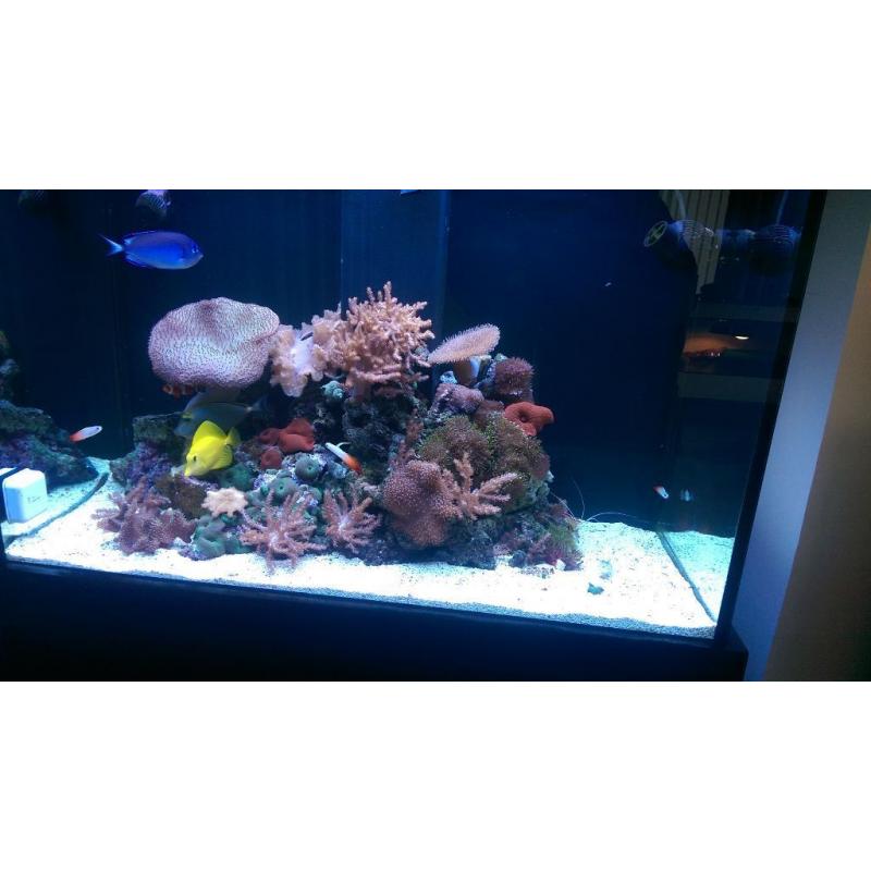 full marine setup mint