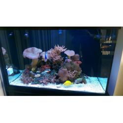 full marine setup mint