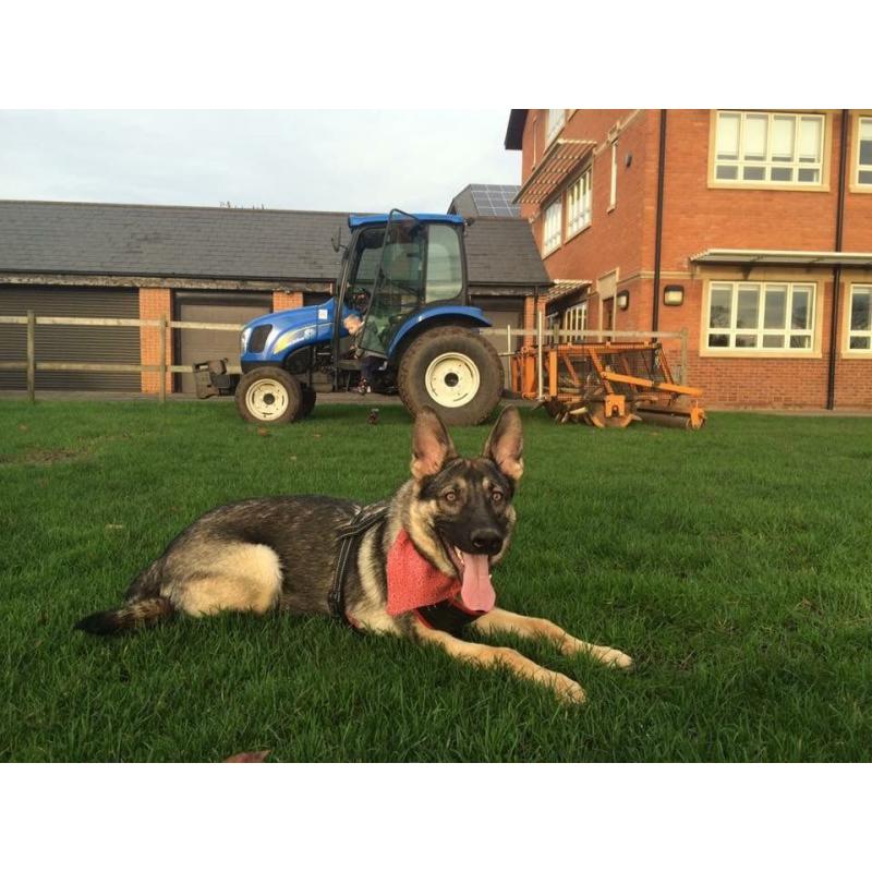 German Shepard girl 15 months old