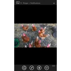 .... 6 LAYING CHICKENS x approx 18 months old, I do have 12 so cutting down on my work load.