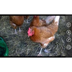 .... 6 LAYING CHICKENS x approx 18 months old, I do have 12 so cutting down on my work load.