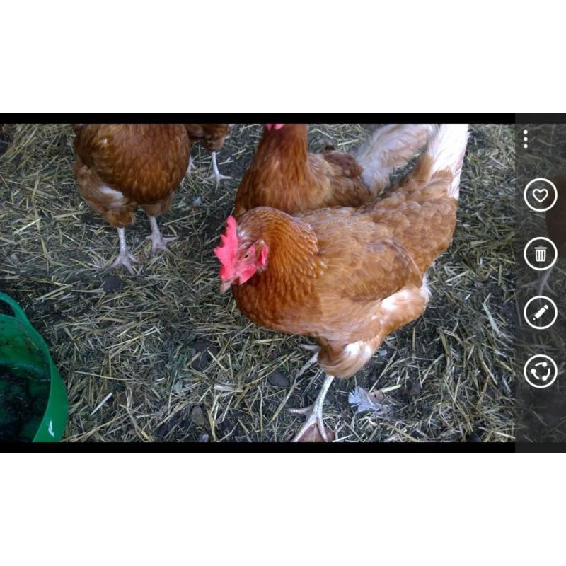 .... 6 LAYING CHICKENS x approx 18 months old, I do have 12 so cutting down on my work load.