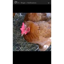 .... 6 LAYING CHICKENS x approx 18 months old, I do have 12 so cutting down on my work load.
