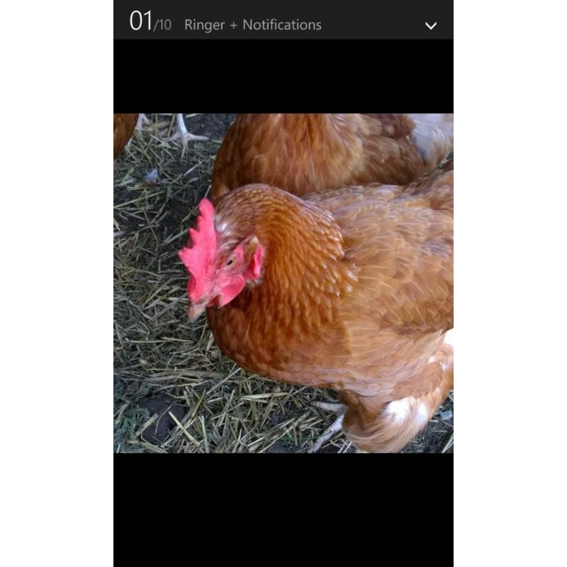 .... 6 LAYING CHICKENS x approx 18 months old, I do have 12 so cutting down on my work load.