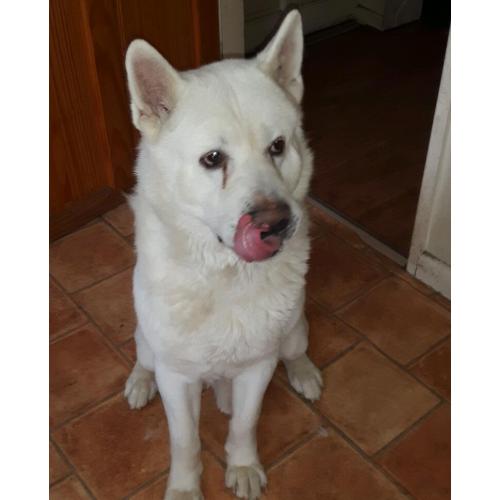 White Japanese Akita for sale