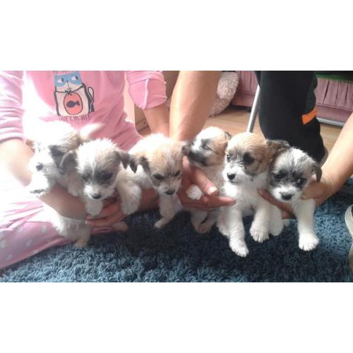 jackawawa puppys