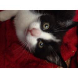 Cat for sale