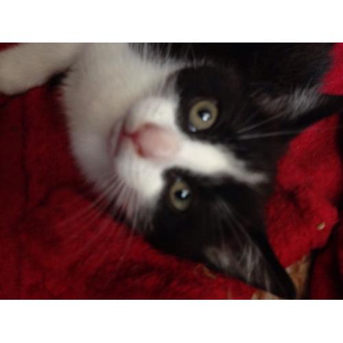 Cat for sale