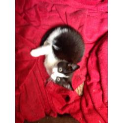 Cat for sale