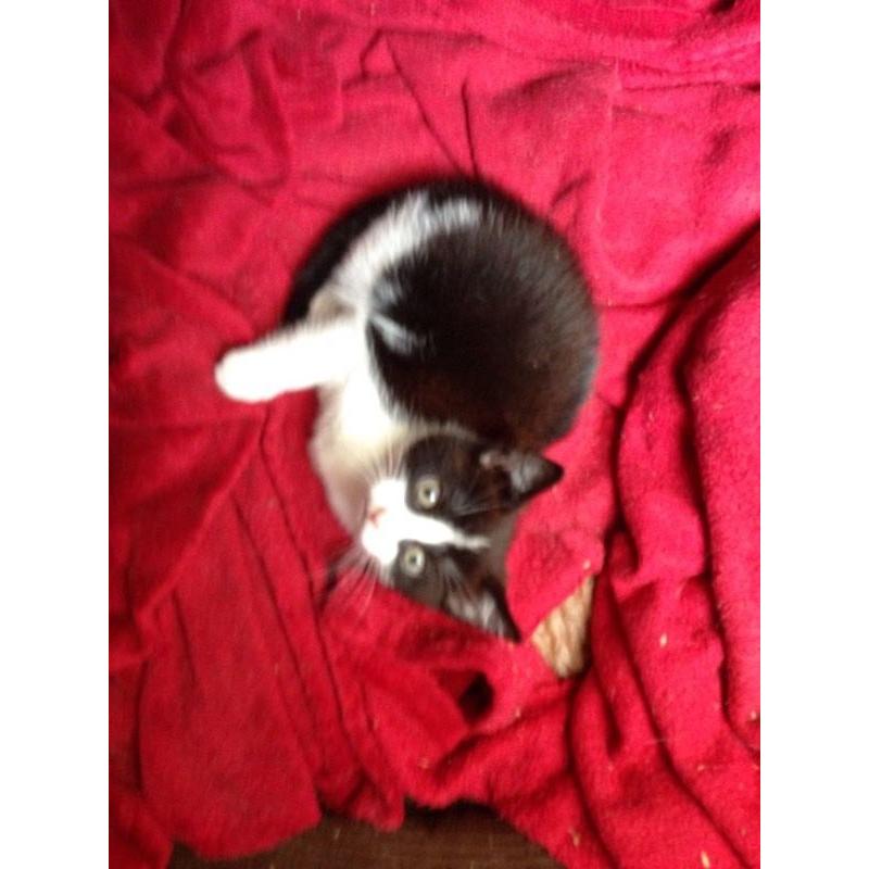 Cat for sale