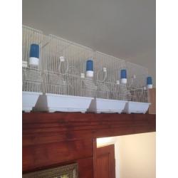 Canary for sale